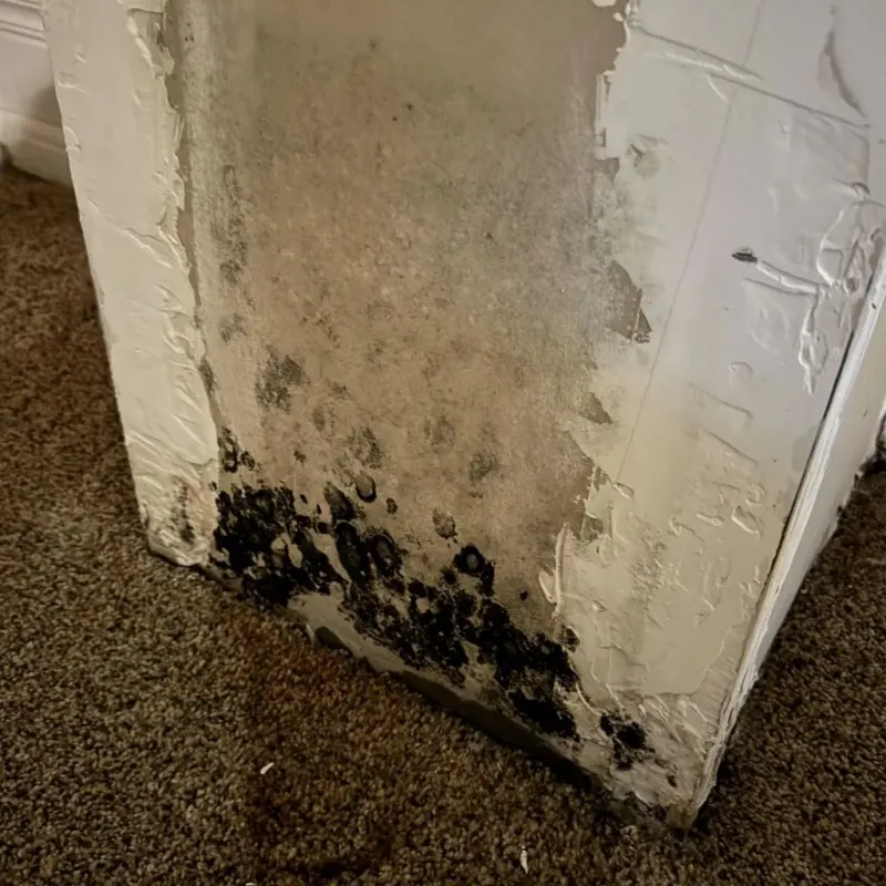 Professional Mold Removal in Libby, MT